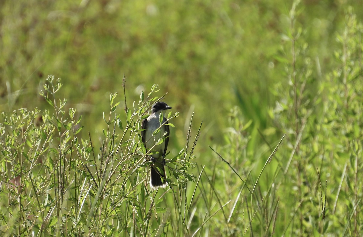 Eastern Kingbird - ML637784368