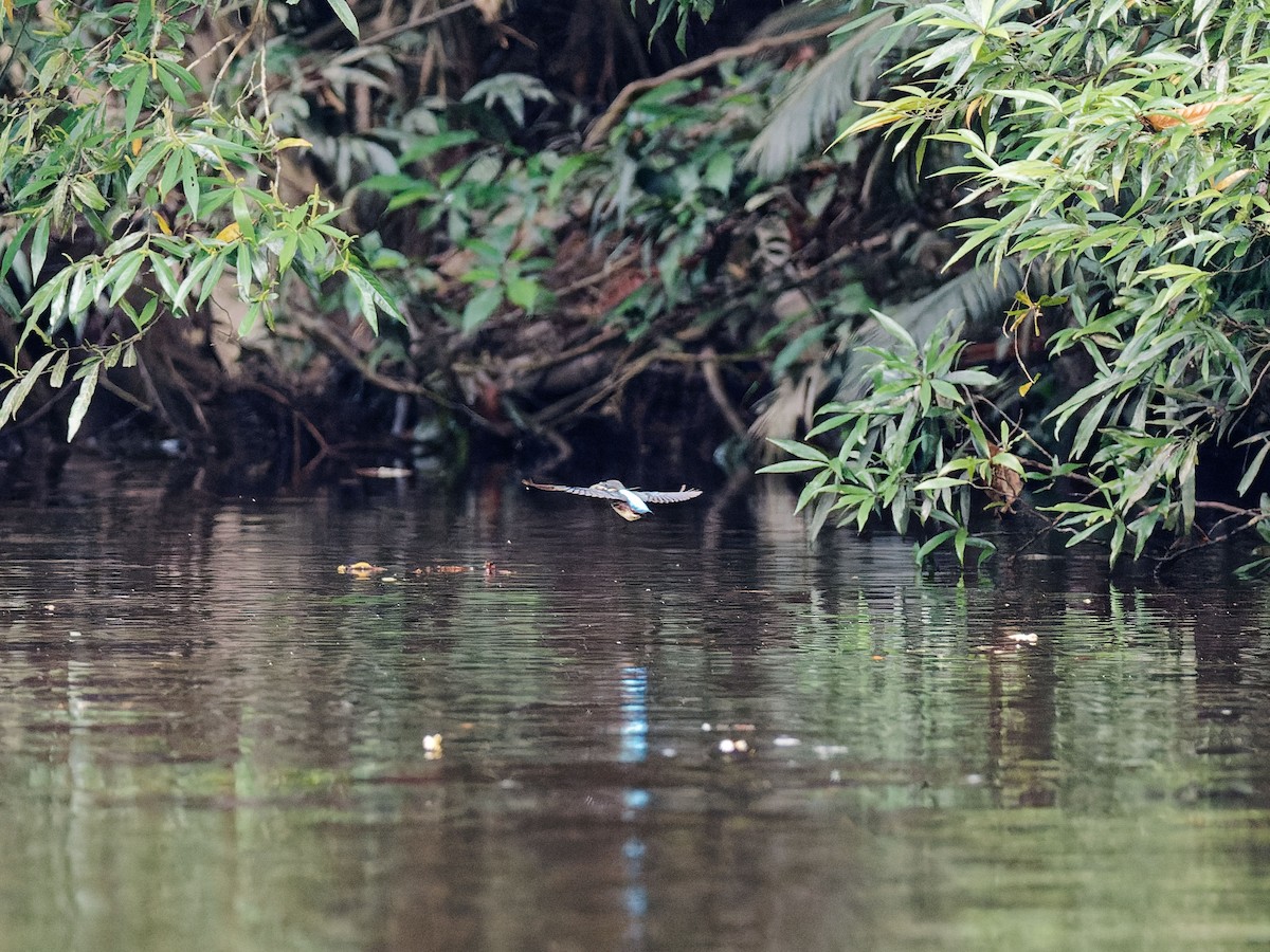 Malaysian Blue-banded Kingfisher - ML637784393