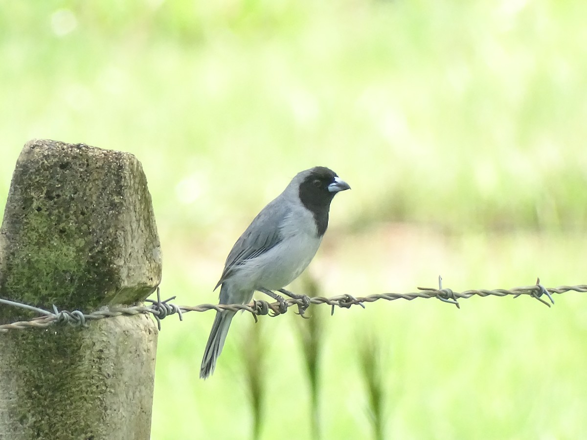 Black-faced Tanager - ML637784404