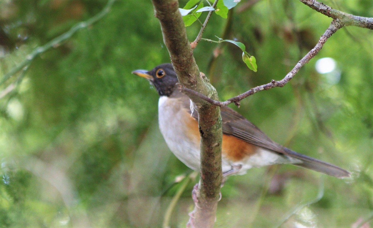 White-necked Thrush - ML63778441