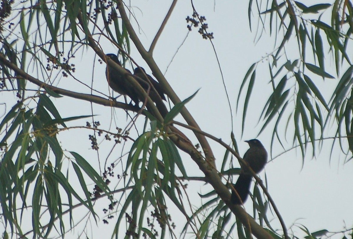 Blackcap Babbler - ML637784421