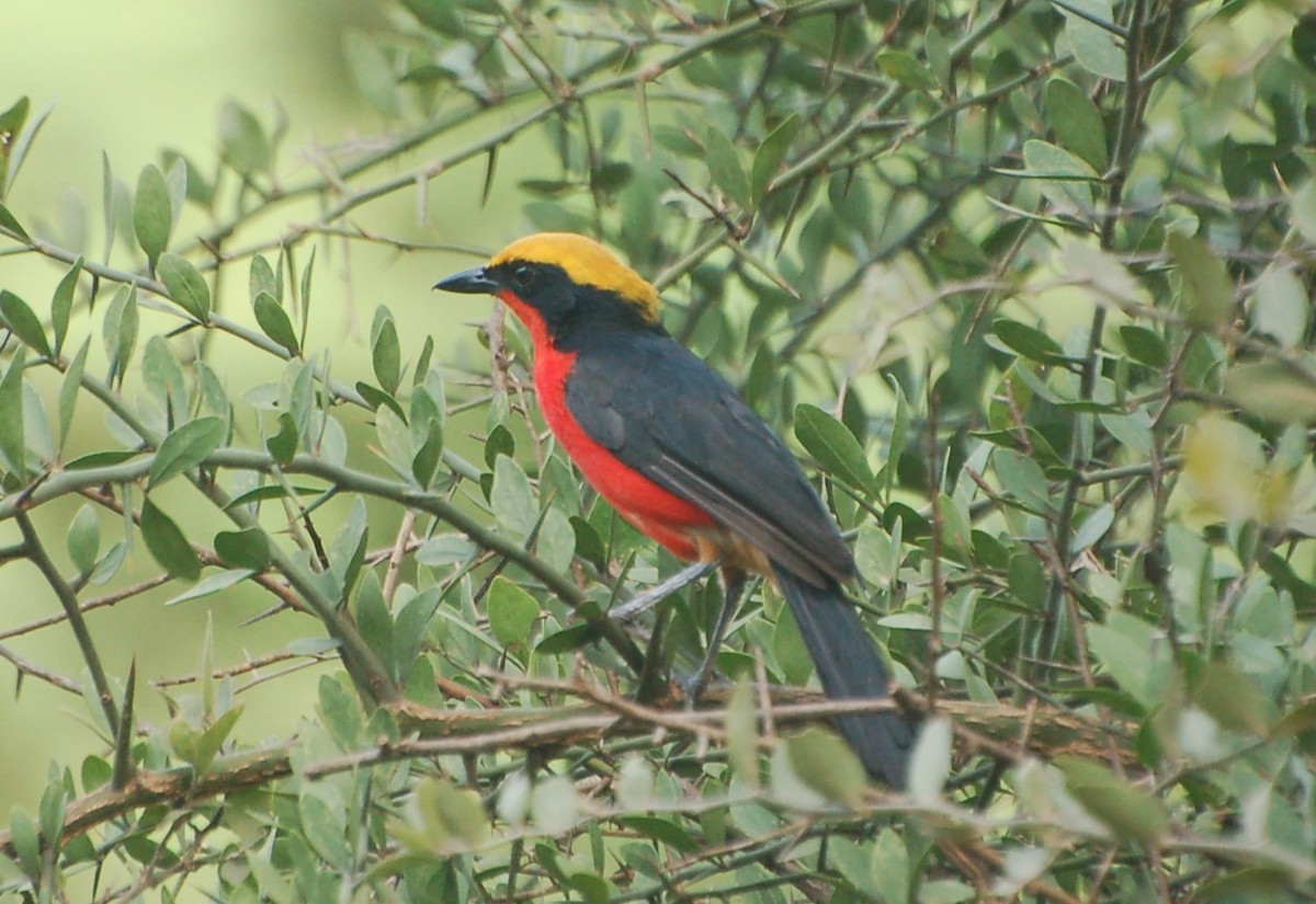 Yellow-crowned Gonolek - ML637784424
