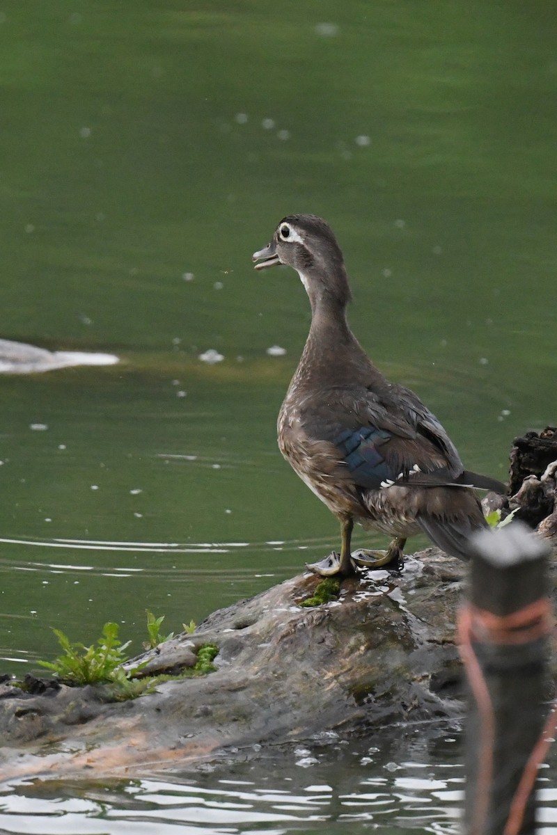 美洲鴛鴦 - ML637784432