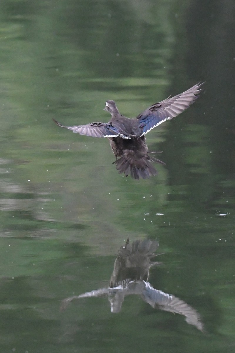 美洲鴛鴦 - ML637784436