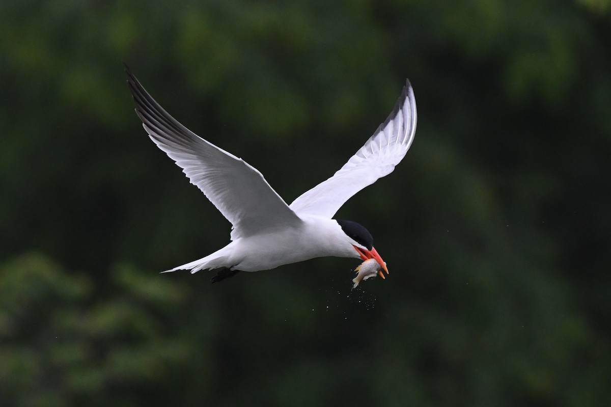 裏海燕鷗 - ML637784447