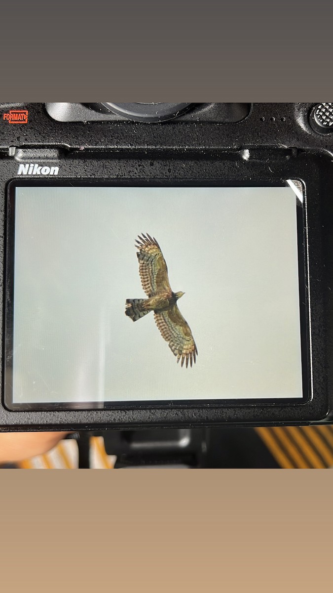 Oriental Honey-buzzard - ML637784448