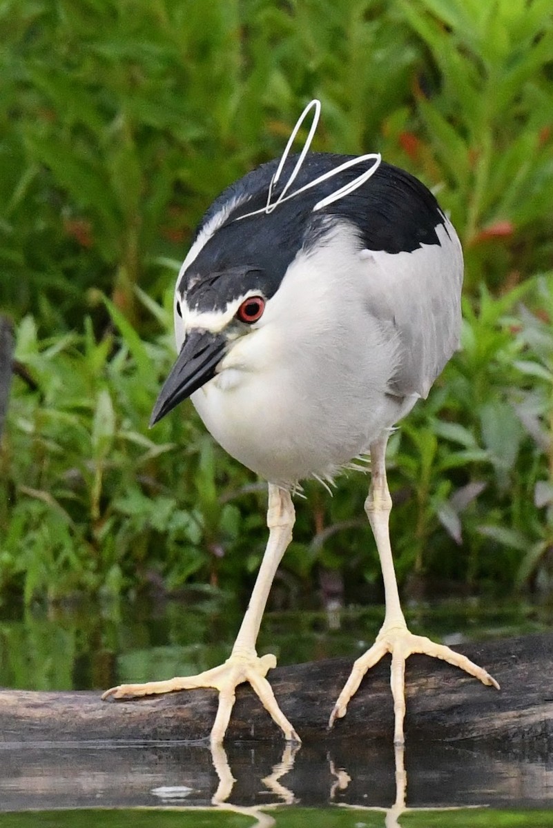 夜鷺 - ML637784451