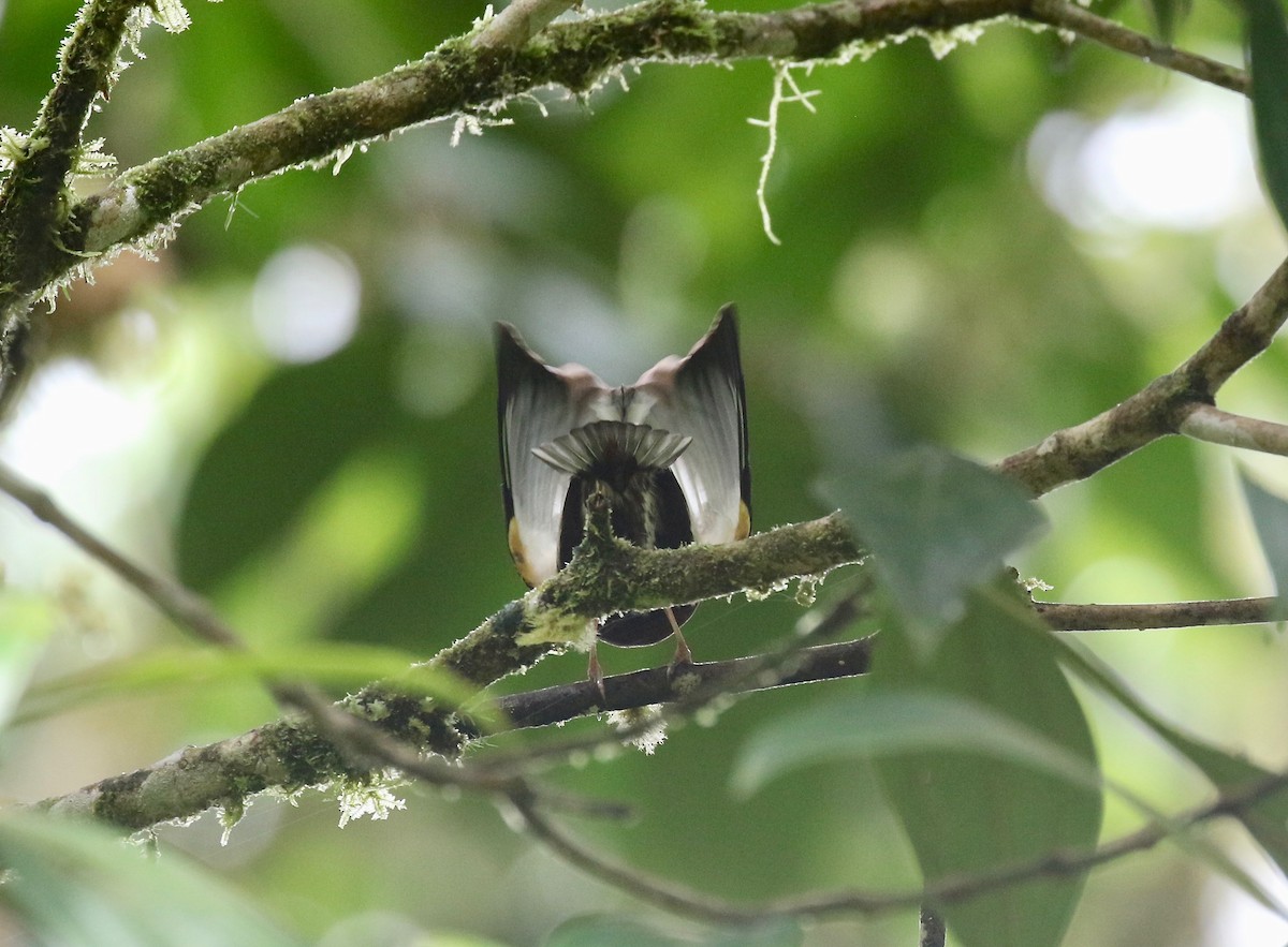Club-winged Manakin - ML637784459