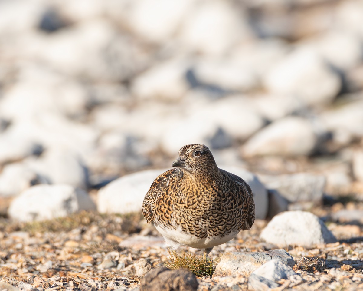 White-bellied Seedsnipe - ML637784461