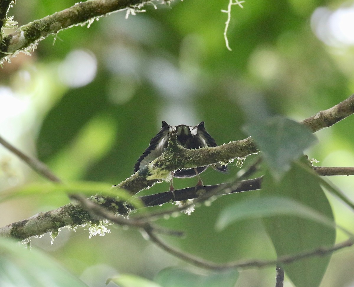 Club-winged Manakin - ML637784469