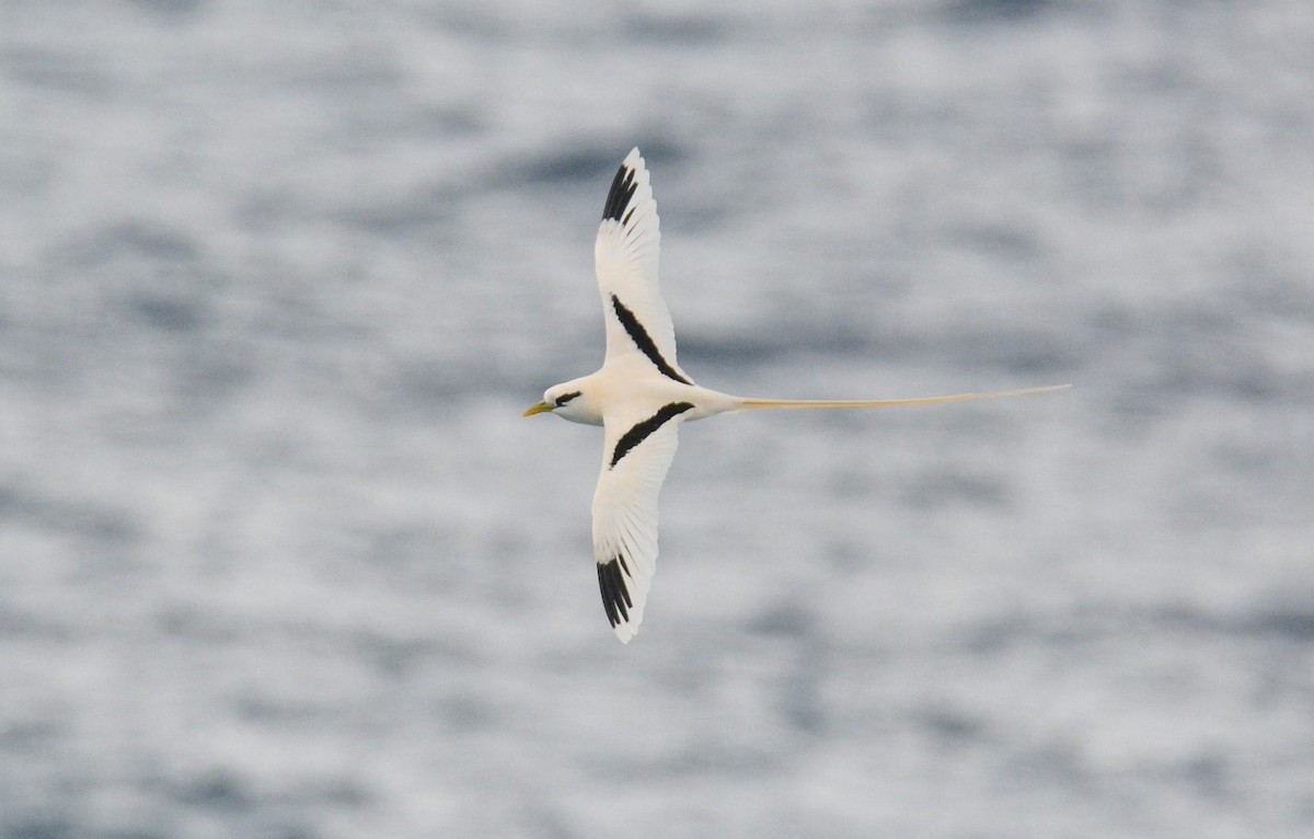 White-tailed Tropicbird (Pacific) - ML637784477