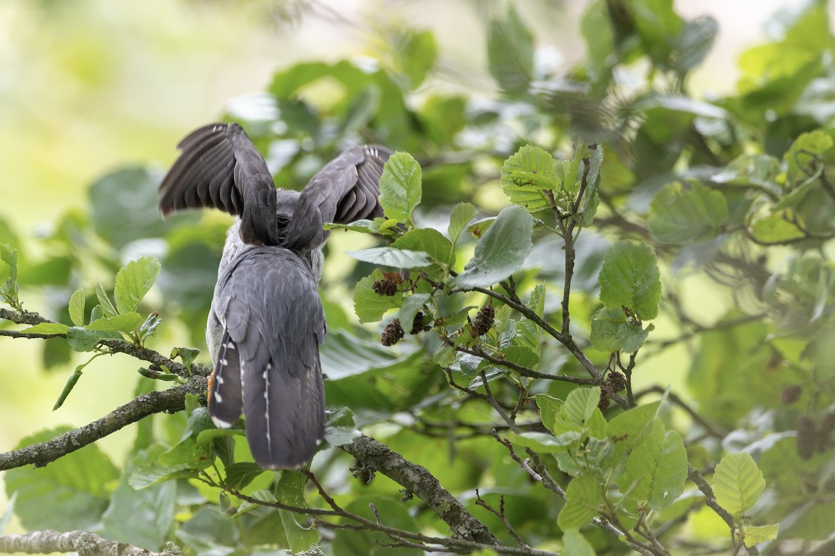 Kuku eurasiarra - ML637784479