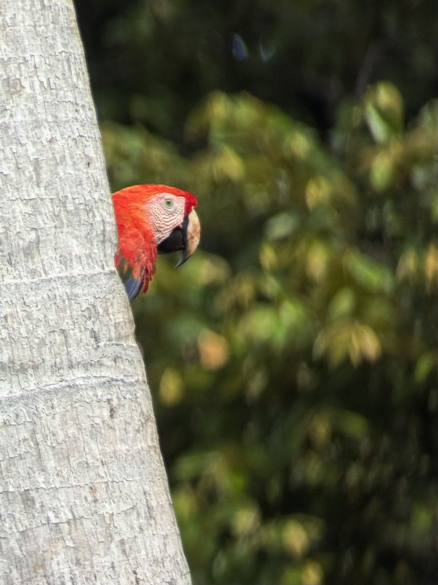 Scarlet Macaw - ML637784484