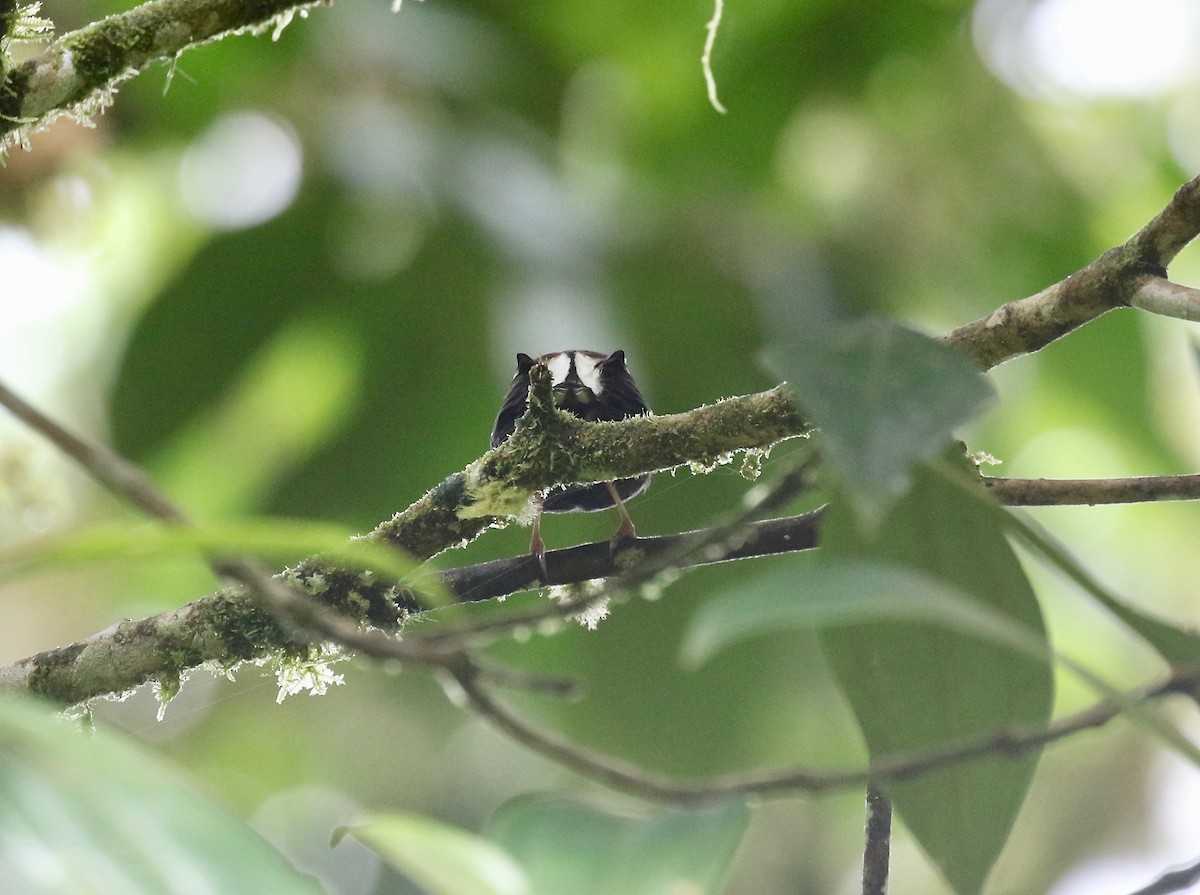 Club-winged Manakin - ML637784491