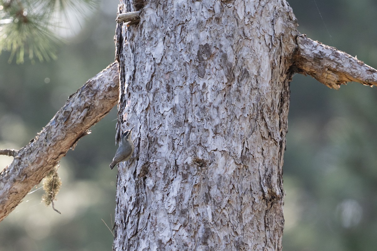 Corsican Nuthatch - ML637784493