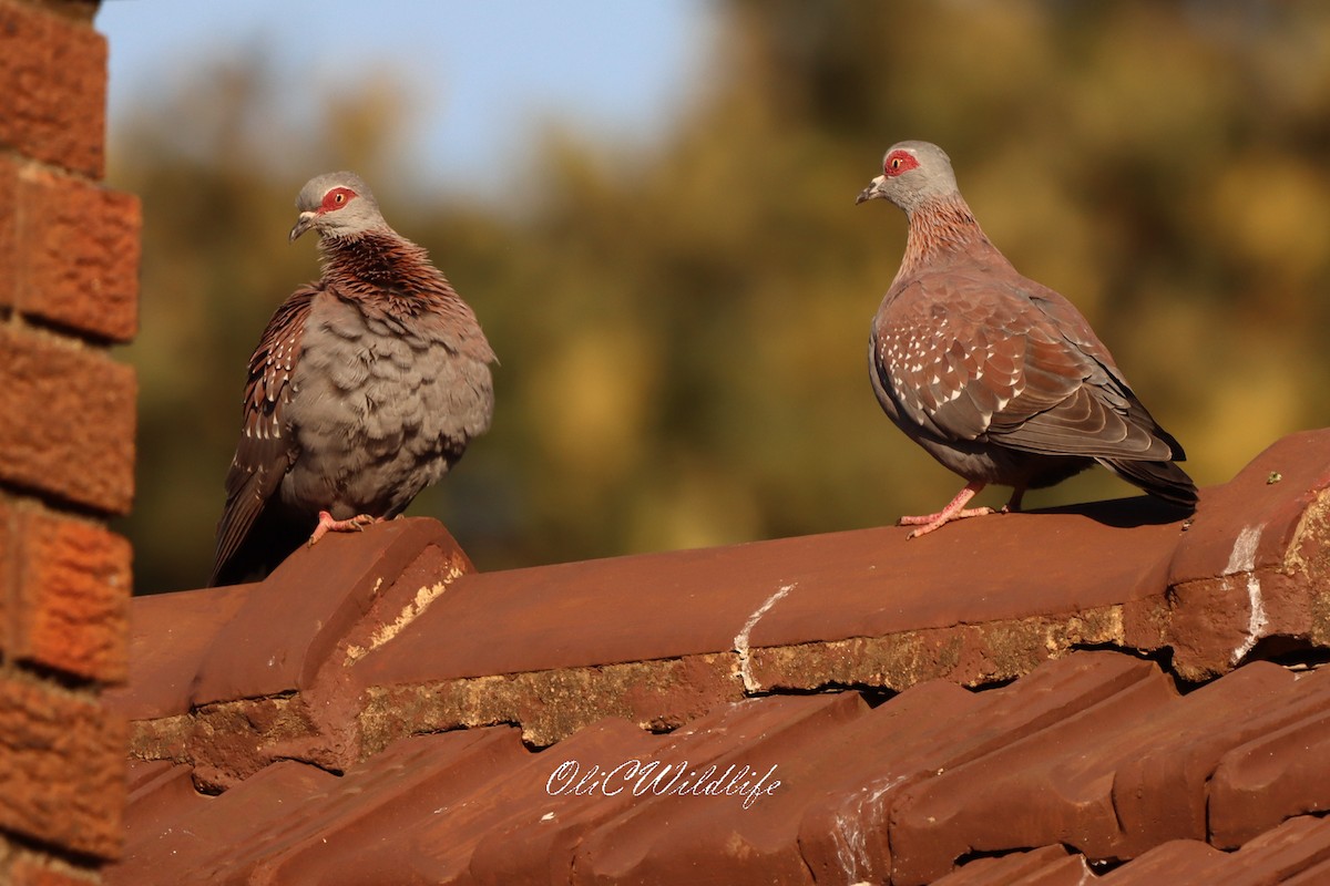 Speckled Pigeon - ML637784494