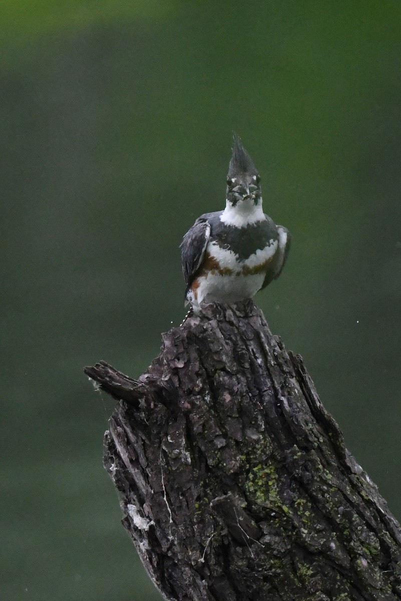 Belted Kingfisher - ML637784496