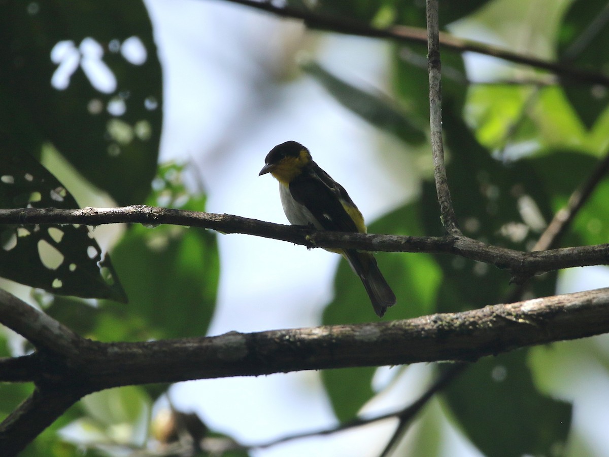 Yellow-backed Tanager - ML637784506