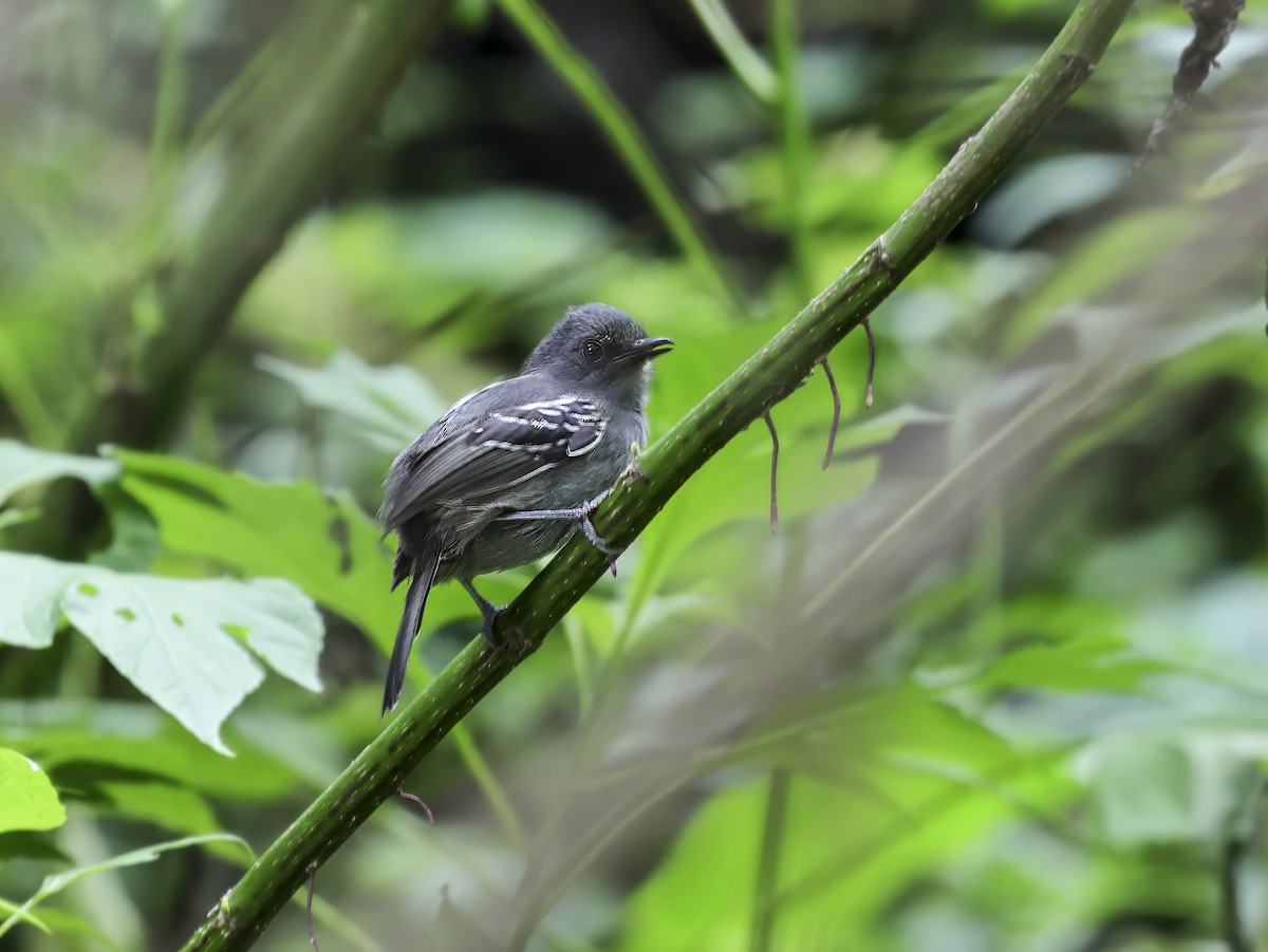 Dusky Antbird - ML637784516
