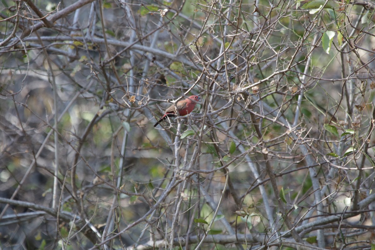 Jameson's Firefinch - ML637784556