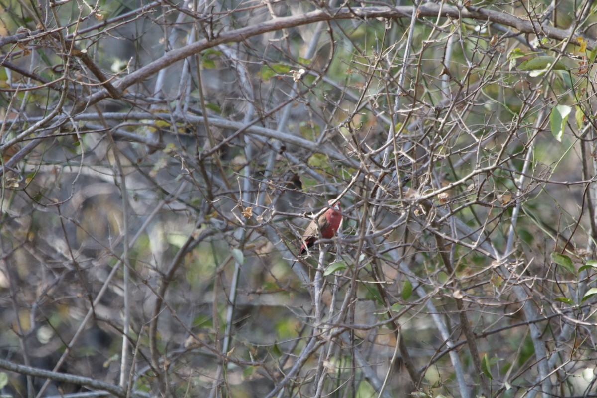 Jameson's Firefinch - ML637784557
