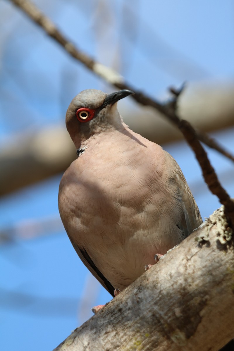Mourning Collared-Dove - ML637784612