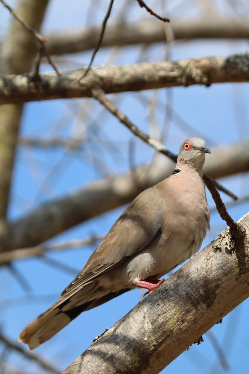 Mourning Collared-Dove - ML637784613