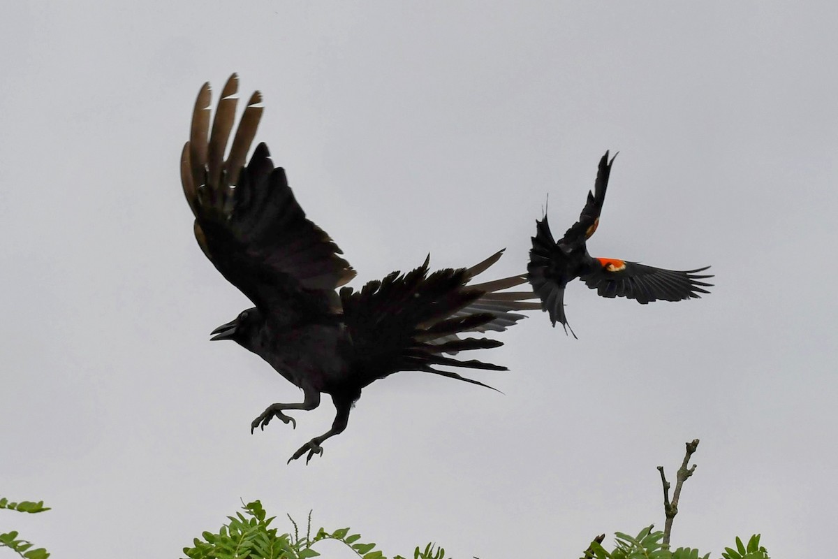 American Crow - ML637784623