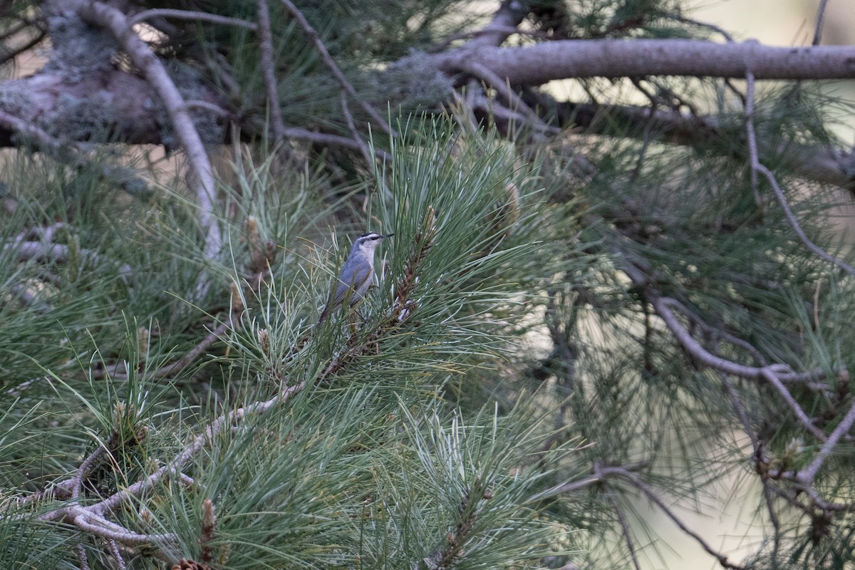 Corsican Nuthatch - ML637784626