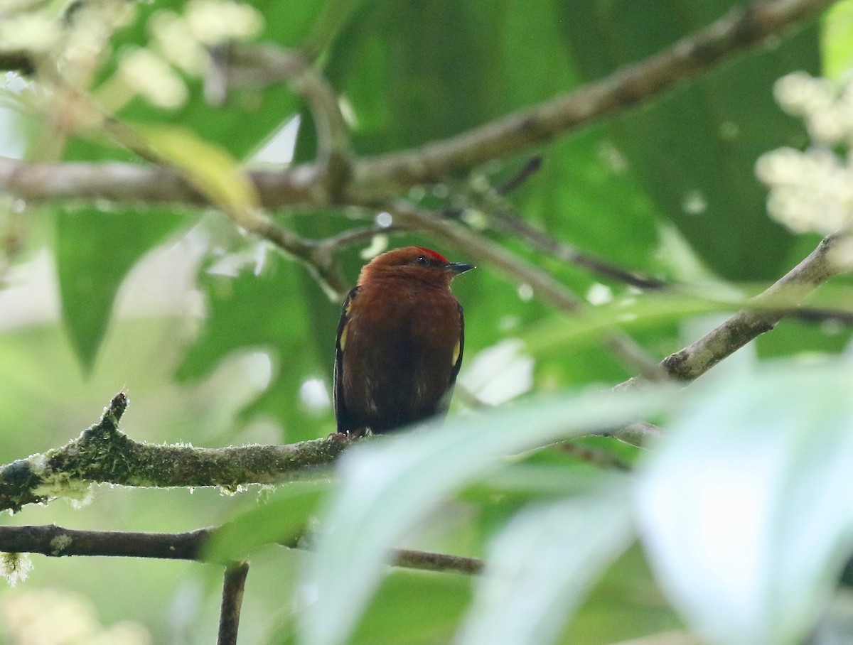 Club-winged Manakin - ML637784638