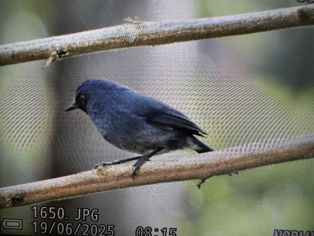 White-bellied Sholakili - ML637784678