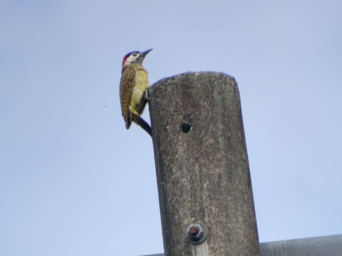 Spot-breasted Woodpecker - ML637784725