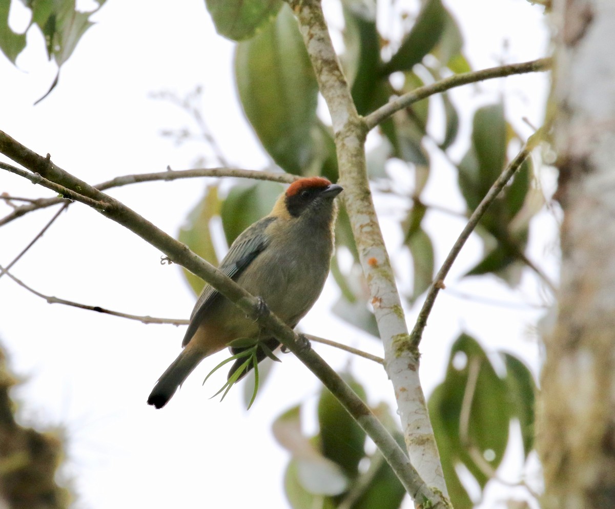 Scrub Tanager - ML637784731