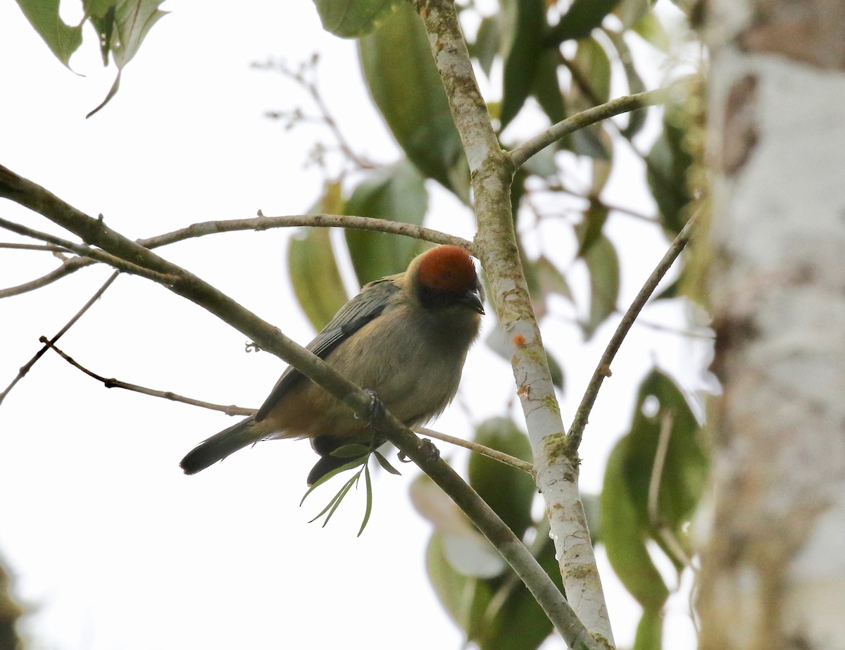 Scrub Tanager - ML637784733