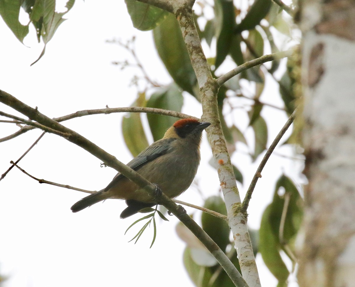 Scrub Tanager - ML637784734