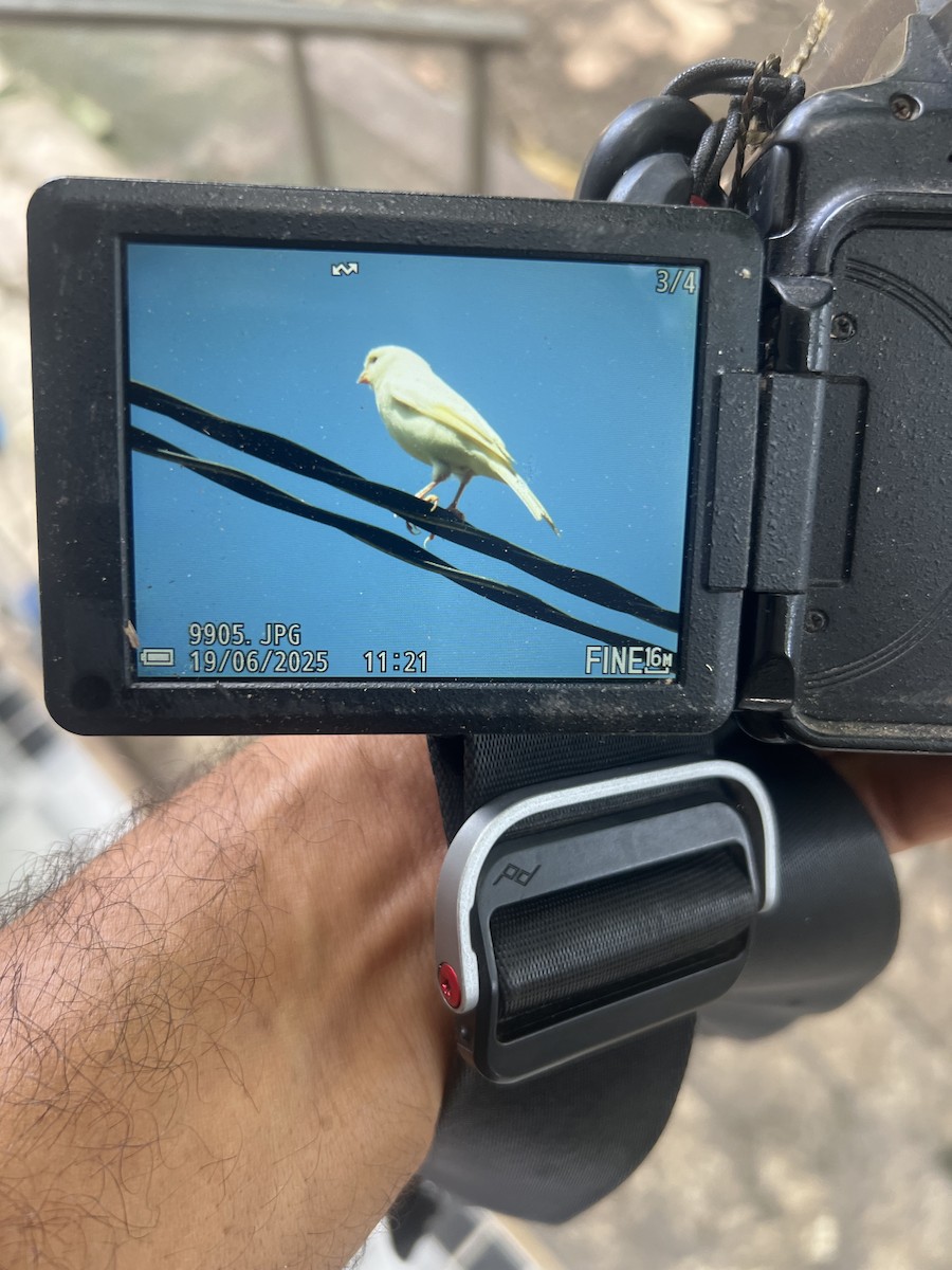 Island Canary - ML637784737