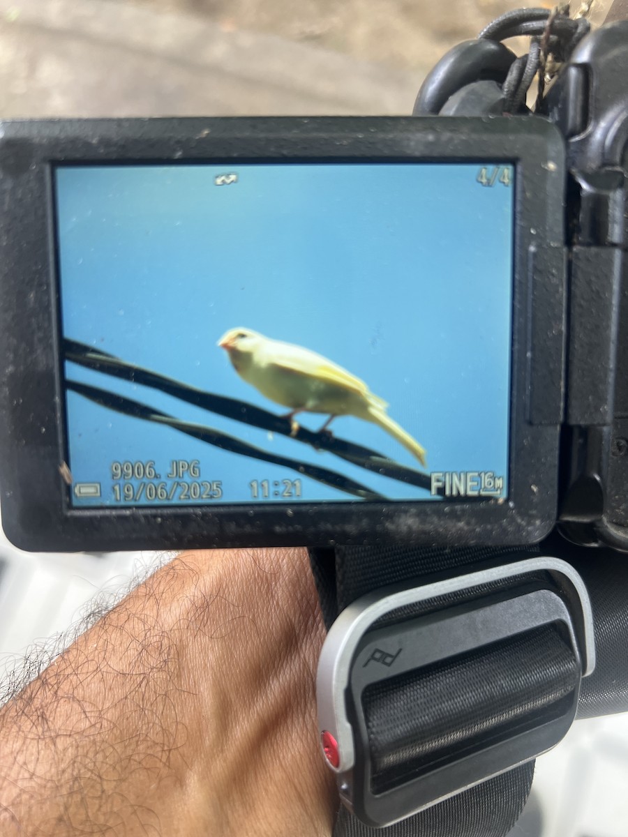 Island Canary - ML637784738