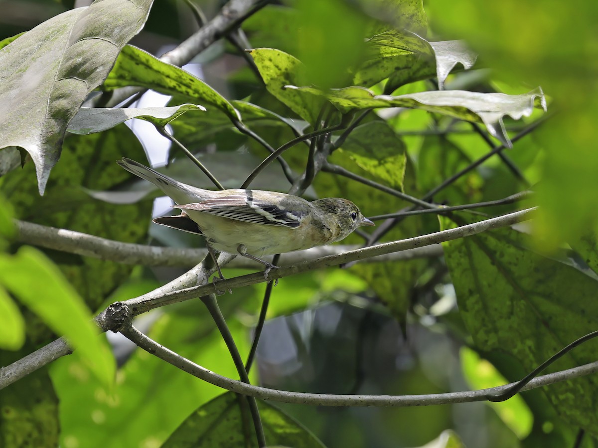 Bay-breasted Warbler - ML637784739