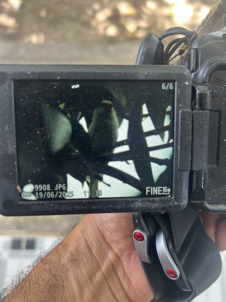 Island Canary - ML637784746