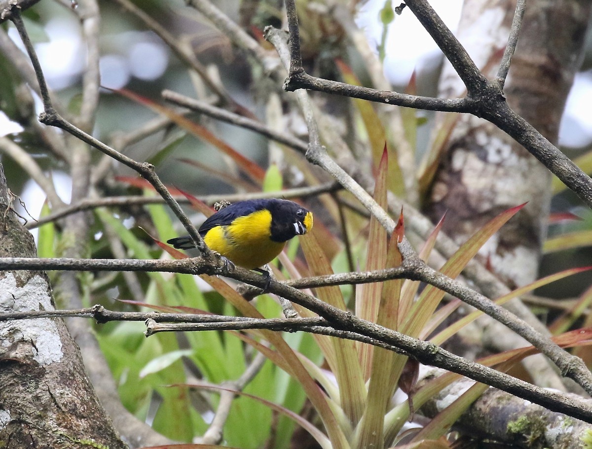 Orange-bellied Euphonia - ML637784760