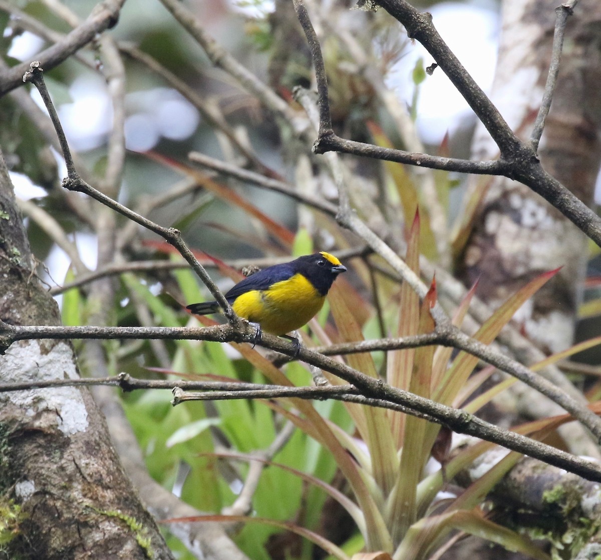 Orange-bellied Euphonia - ML637784761