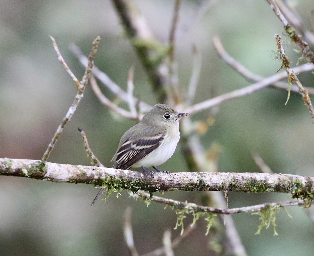 Acadian Flycatcher - ML637784794