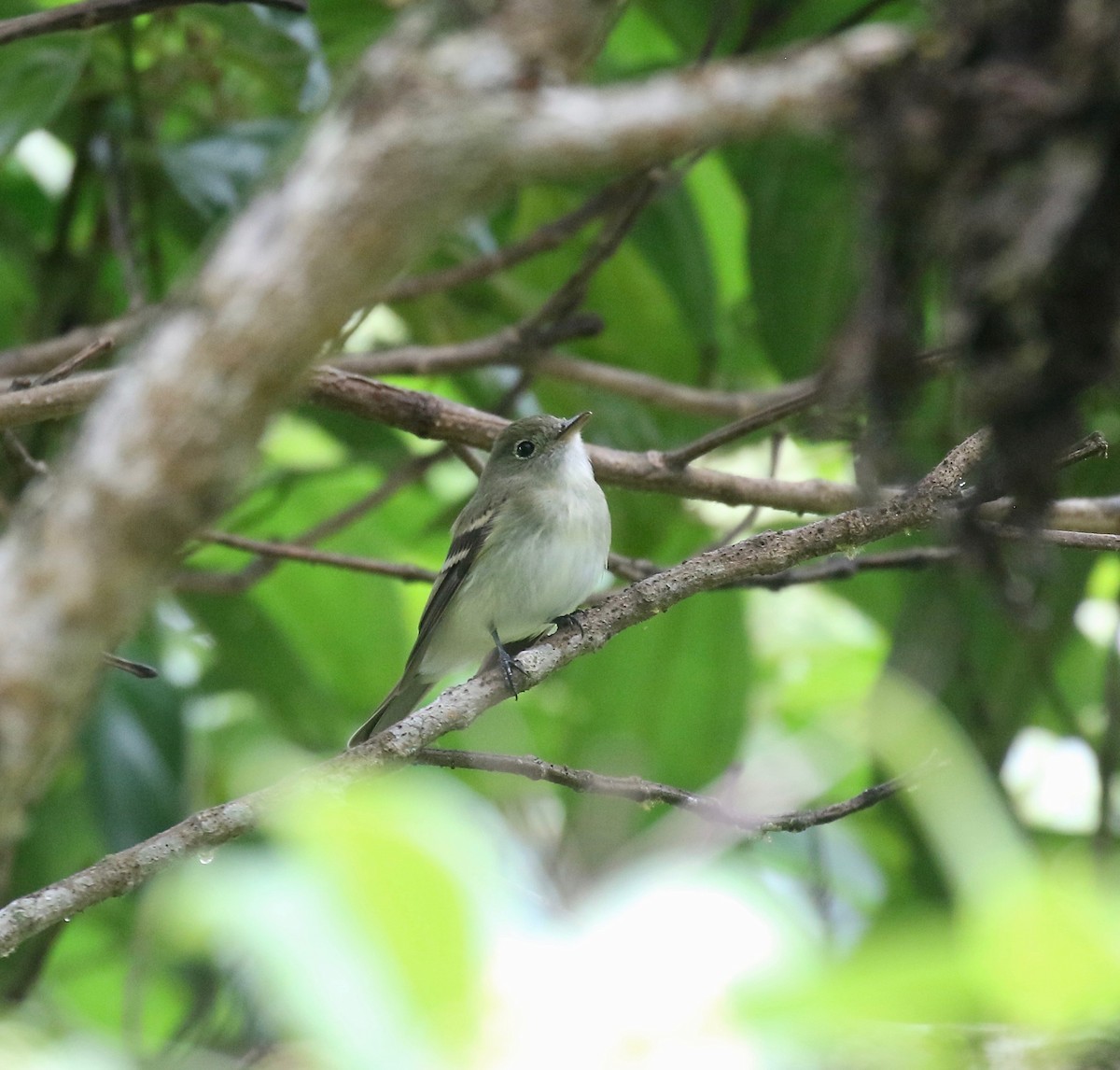 Acadian Flycatcher - ML637784795