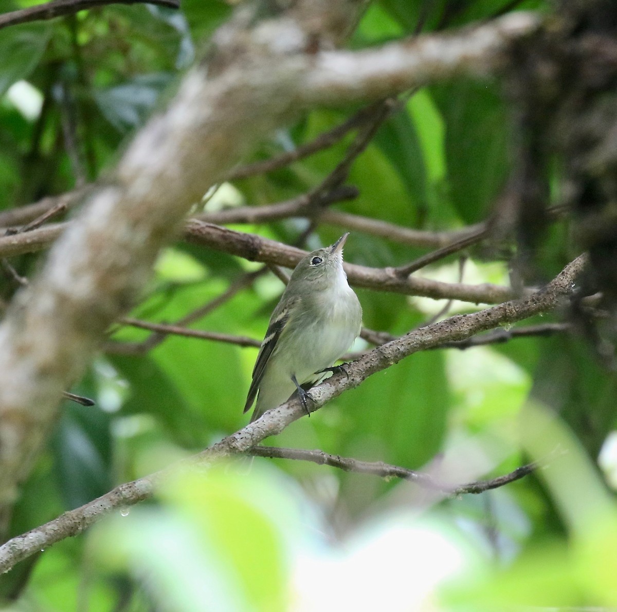 Acadian Flycatcher - ML637784796