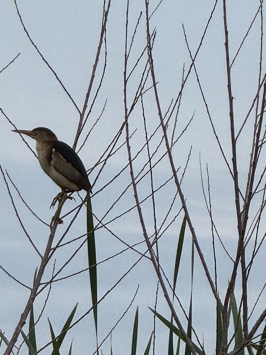 Least Bittern - ML637784816