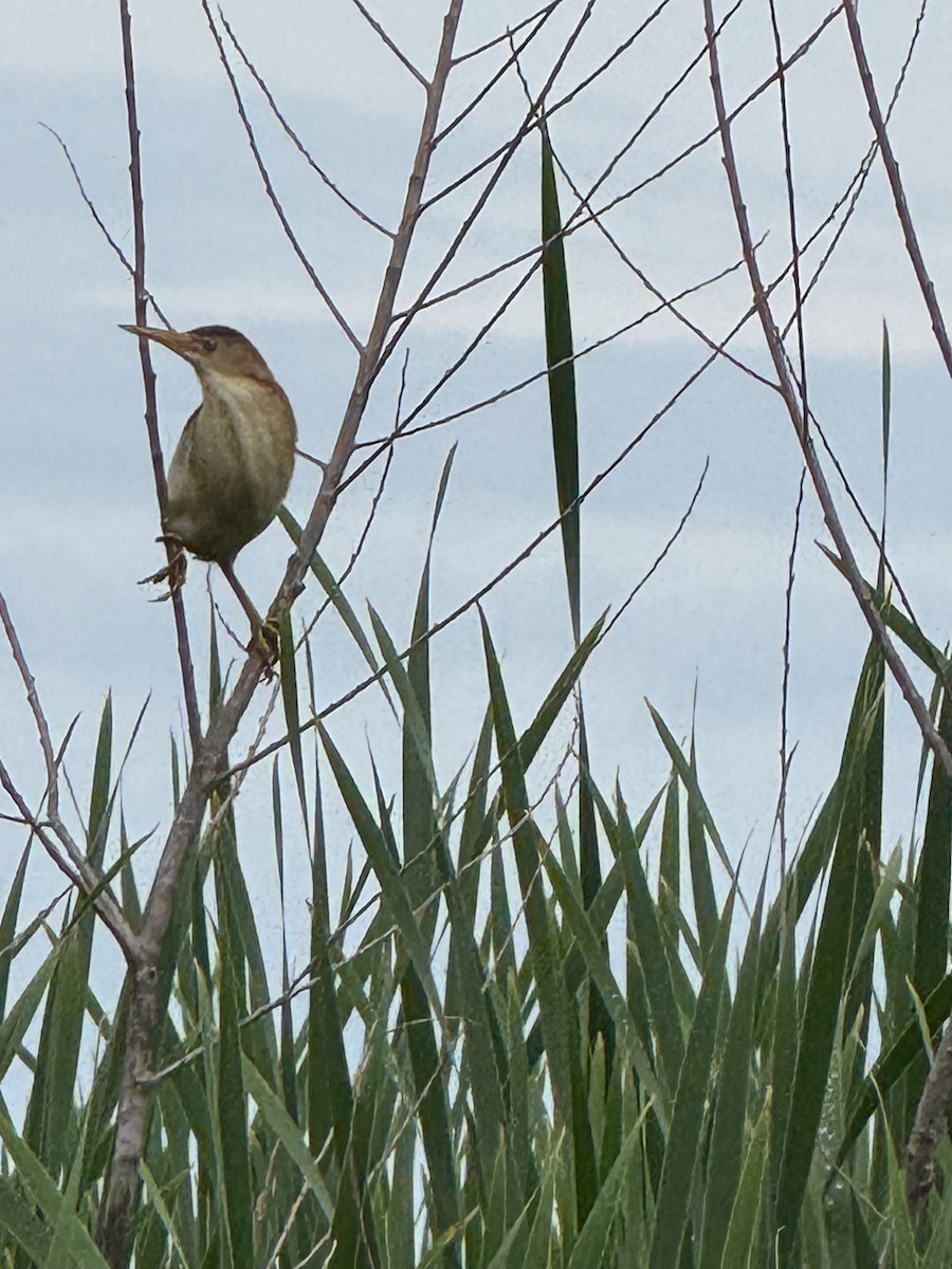 Least Bittern - ML637784817