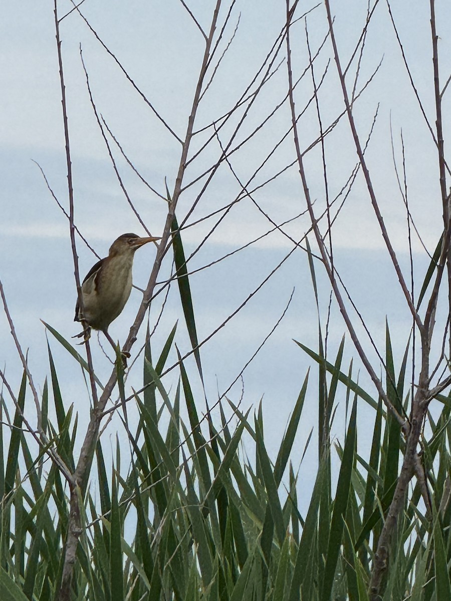 Least Bittern - ML637784818