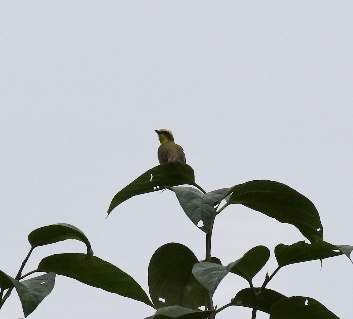 Lemon-browed Flycatcher - ML637784822