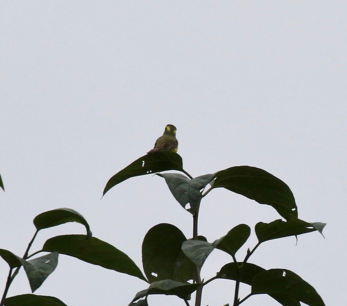 Lemon-browed Flycatcher - ML637784823