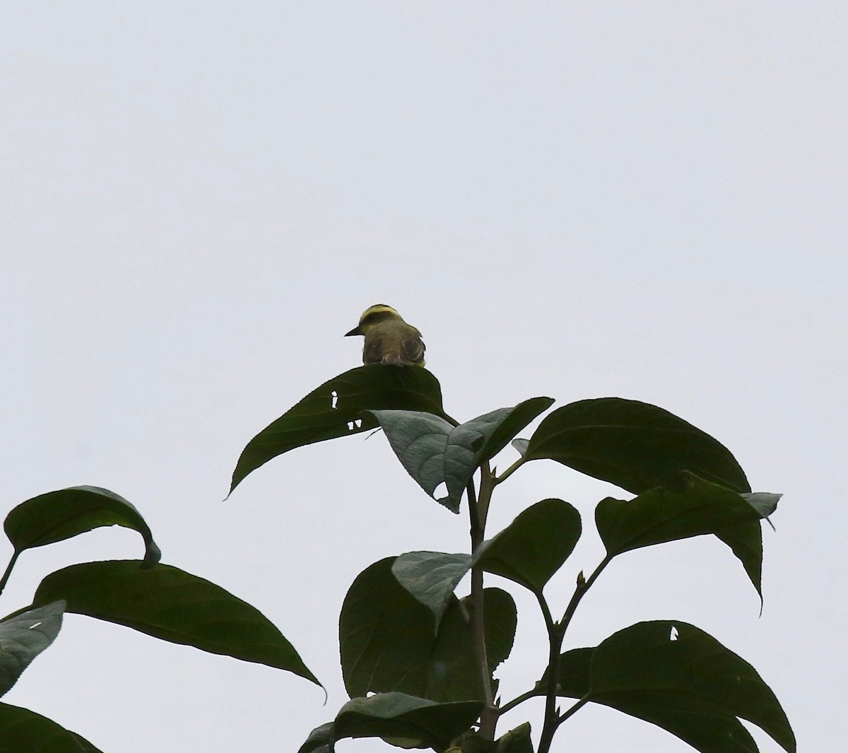 Lemon-browed Flycatcher - ML637784824